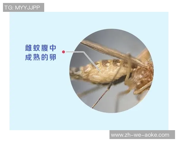 足球袜制作全流程详解从材料选择到成品展示的完整指南